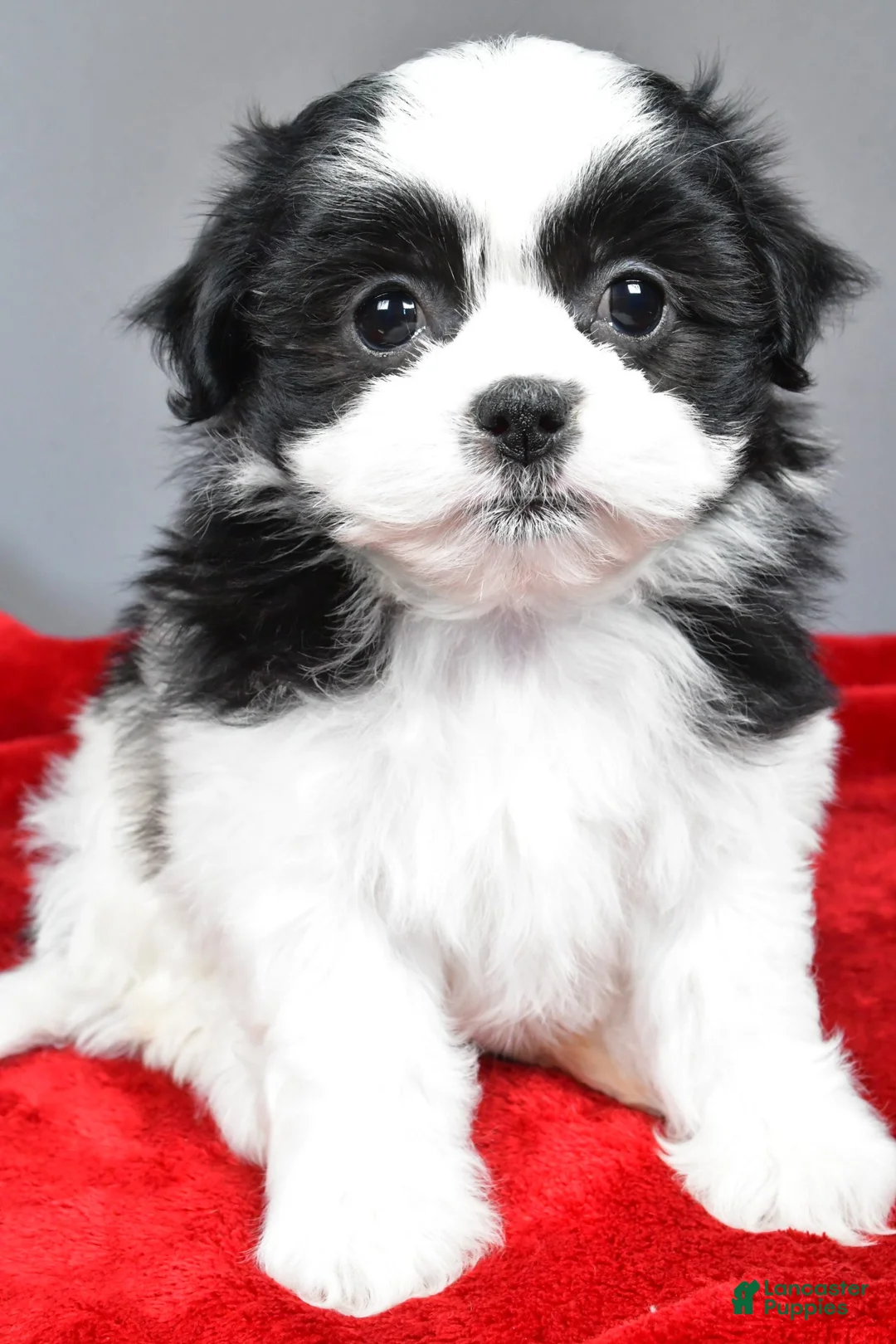 Teddy Bear dogs for sale: mikynlee - Ad 4