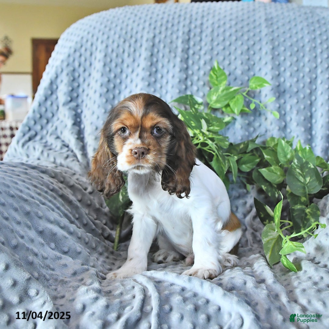 Cocker Spaniel dogs for sale: Max - Ad 3