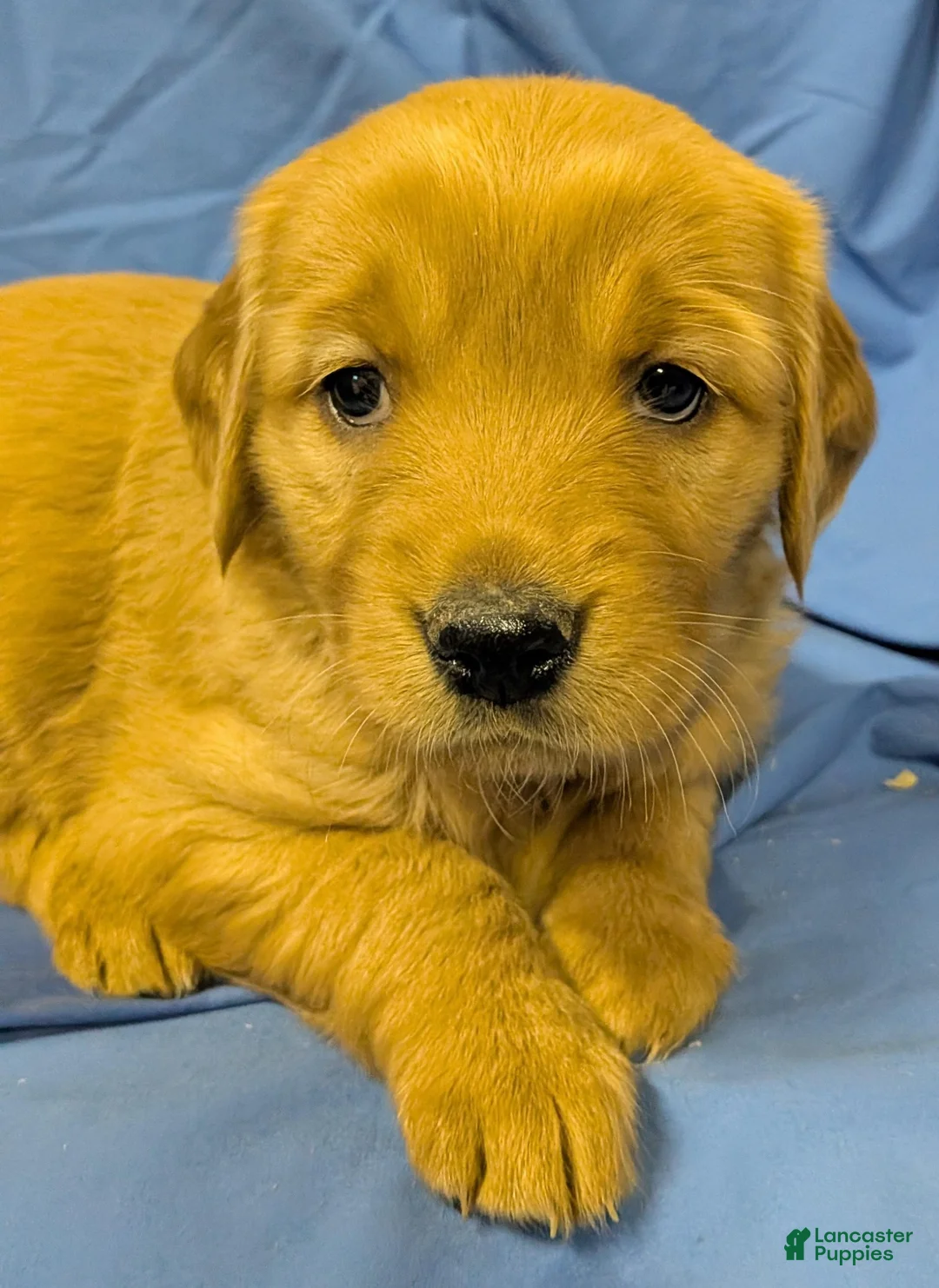 Golden Retriever dogs for sale: Stella - Ad 1