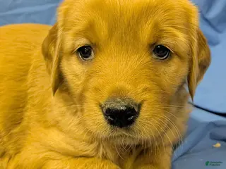 Golden Retriever dogs for sale: Stella - Ad 4