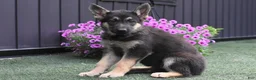 German Shepherd dogs for sale: Allison - Ad 2