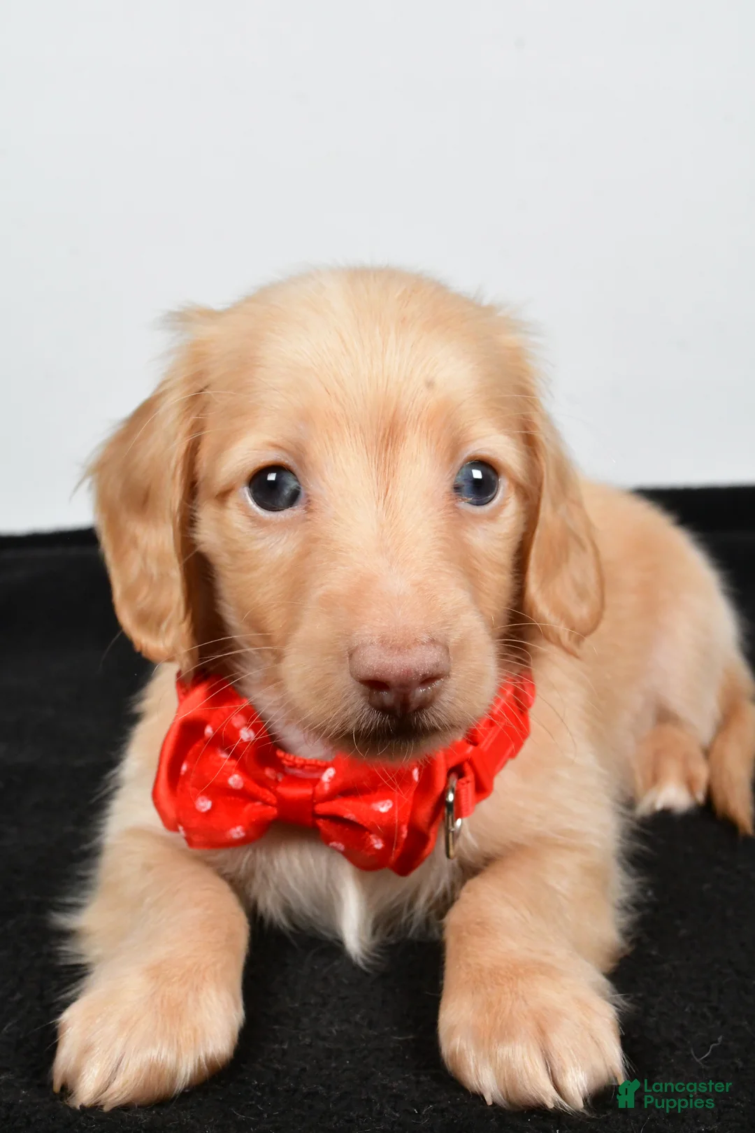 Miniature Dachshund dogs for sale: Alex - Ad 4