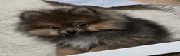 Pomeranian dogs for sale: Akc Willow  - Ad 3