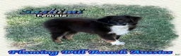 Toy Australian Shepherd dogs for sale: Sashimi - Ad 9