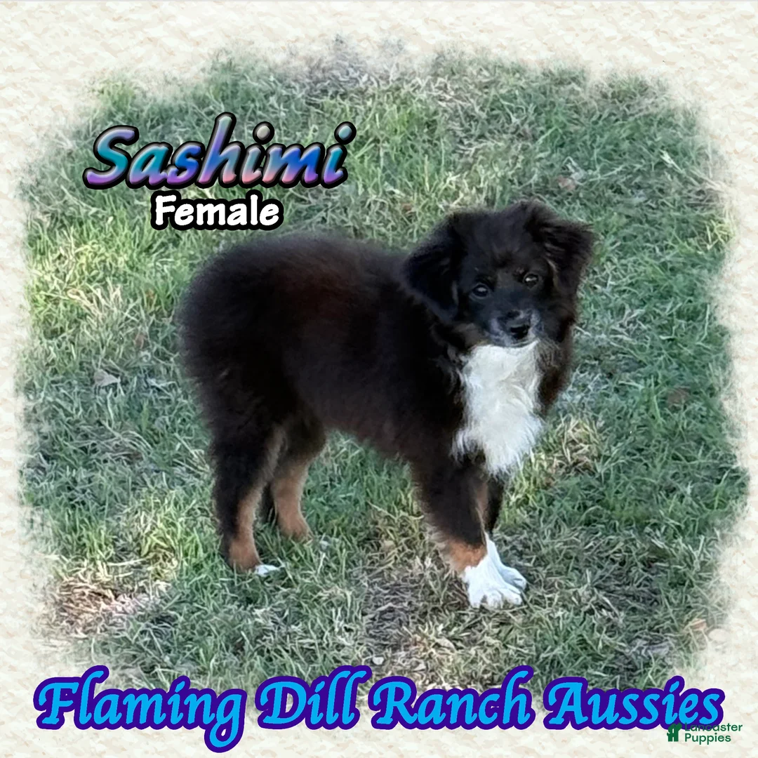Toy Australian Shepherd dogs for sale: Sashimi - Ad 9