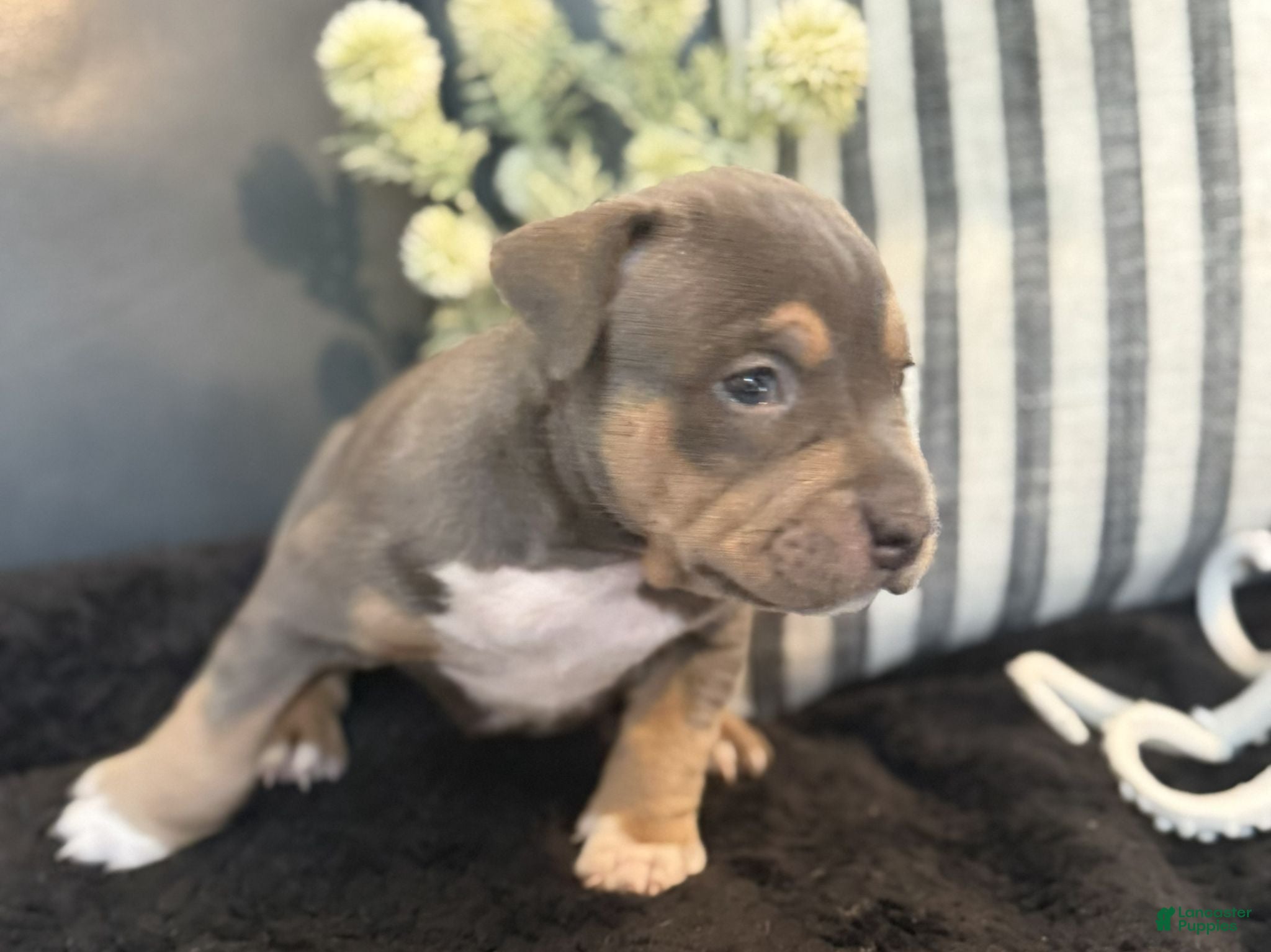 American Bully dogs Calypso  - Ad 2