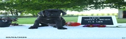Great Dane dogs for sale: Lacie - Ad 8