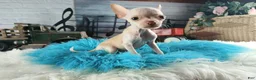 Chihuahua dogs for sale: Vanillas Teacup Boy. Hand Delivery  - Ad 3