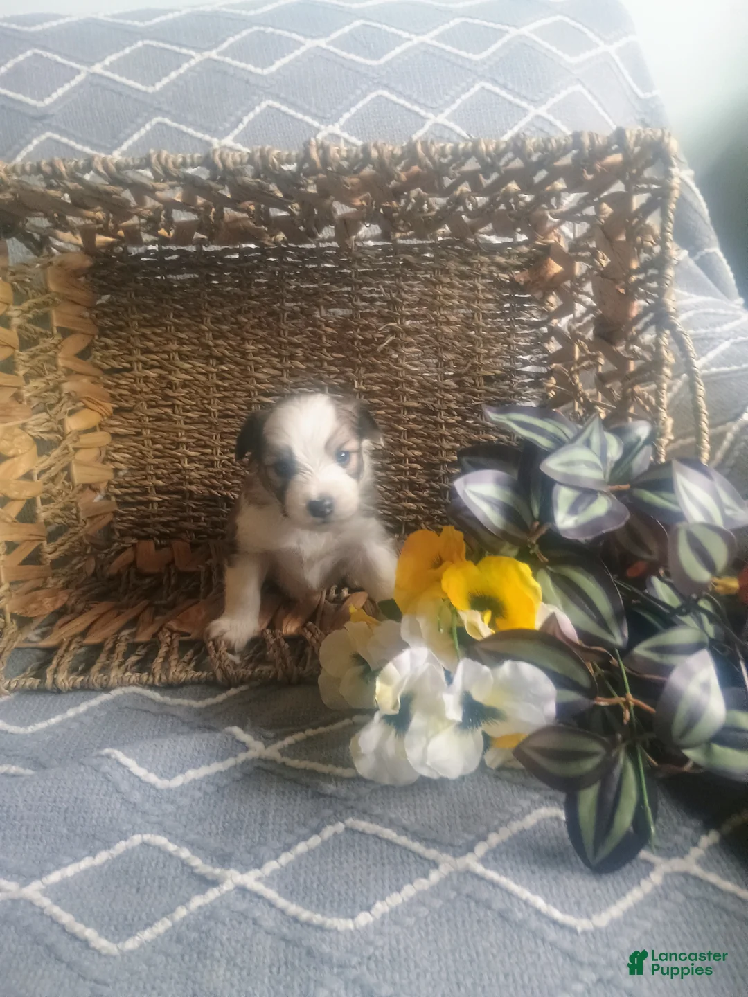Mixed Breed dogs for sale: Mixed Breed Puppy 1 - Ad 5