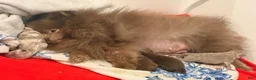 Pomeranian dogs for sale: Rex - Ad 2