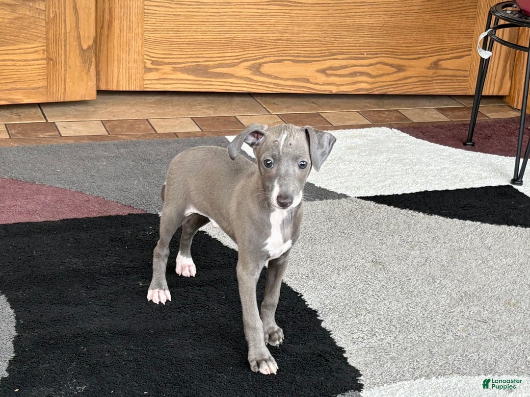 Italian Greyhound dogs for sale: Larry - Ad 6