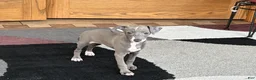 Italian Greyhound dogs for sale: Larry - Ad 6