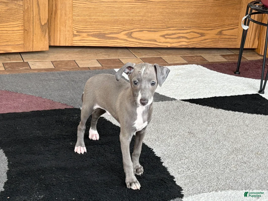 Italian Greyhound dogs for sale: Larry - Ad 6