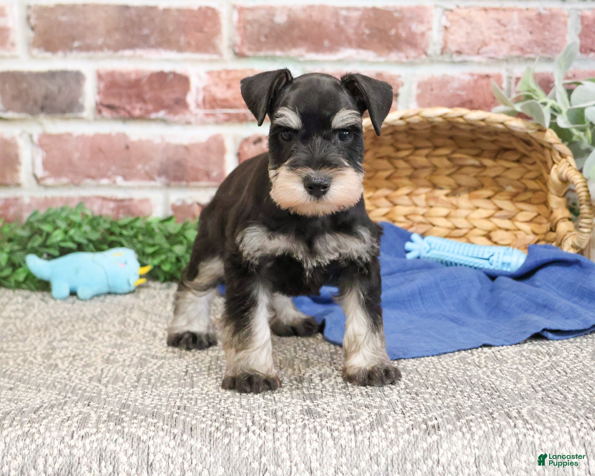 Miniature Schnauzer dogs Sherman  - Ad 38