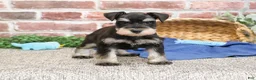 Miniature Schnauzer dogs for sale: Sherman  - Ad 1