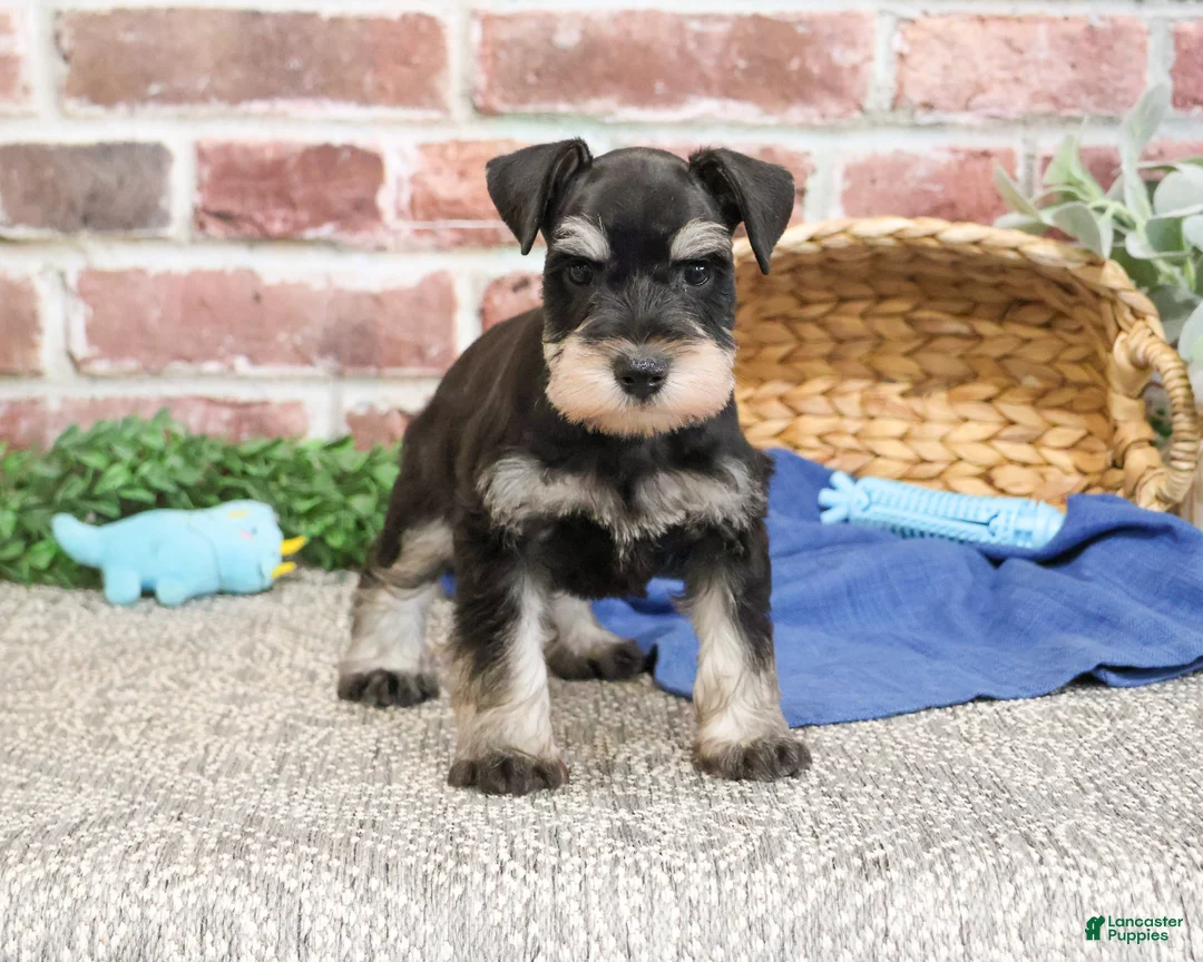 Miniature Schnauzer dogs for sale: Sherman  - Ad 1