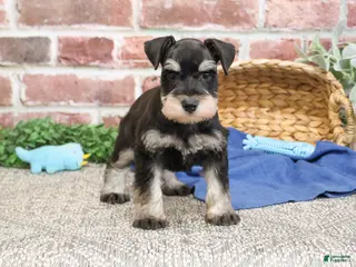 Miniature Schnauzer dogs Sherman - Ad 38