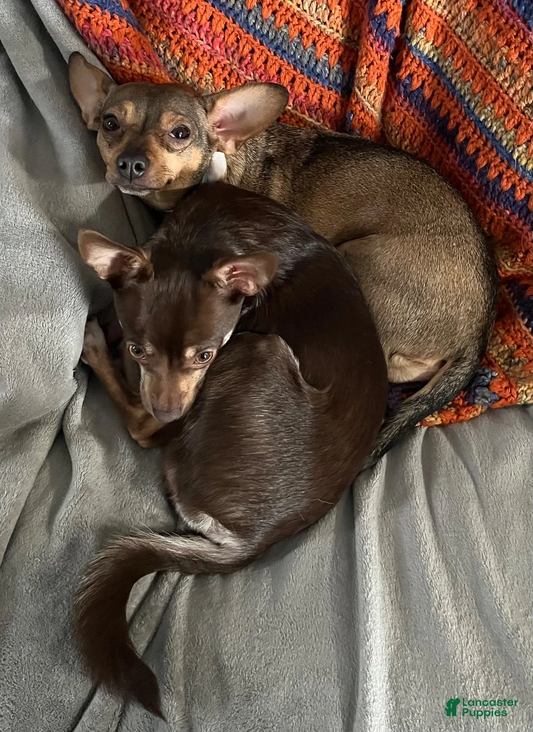 Chiweenie dogs for sale: Chiweenie 4 - Ad 14