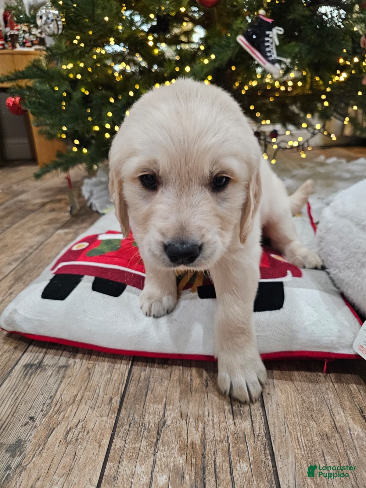 Golden Retriever dogs Golden Retriever Puppy 7 - Ad 3