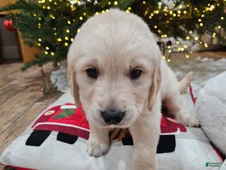 Golden Retriever dogs Golden Retriever Puppy 7 - Ad 6