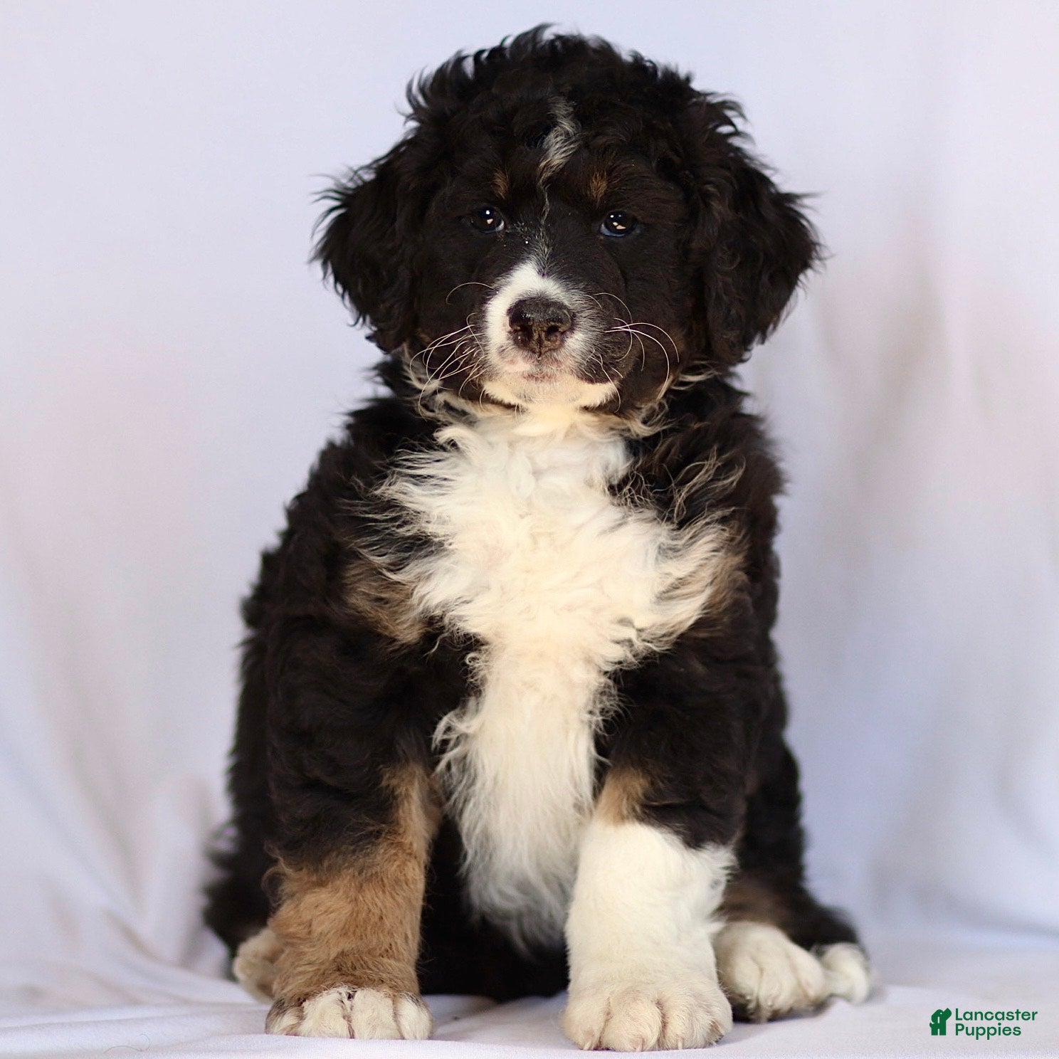 Mini Bernedoodle dogs Belle - Ad 2