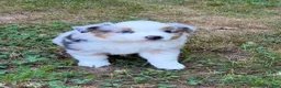 Miniature Australian Shepherd dogs for sale: Prince - Ad 9