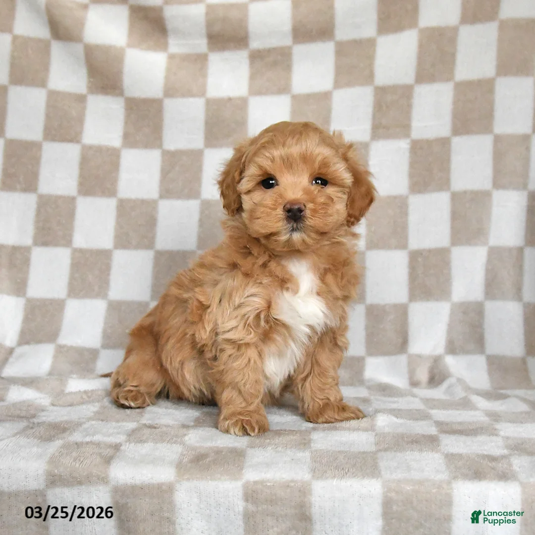 Maltipoo dogs for sale: Precious - Ad 2
