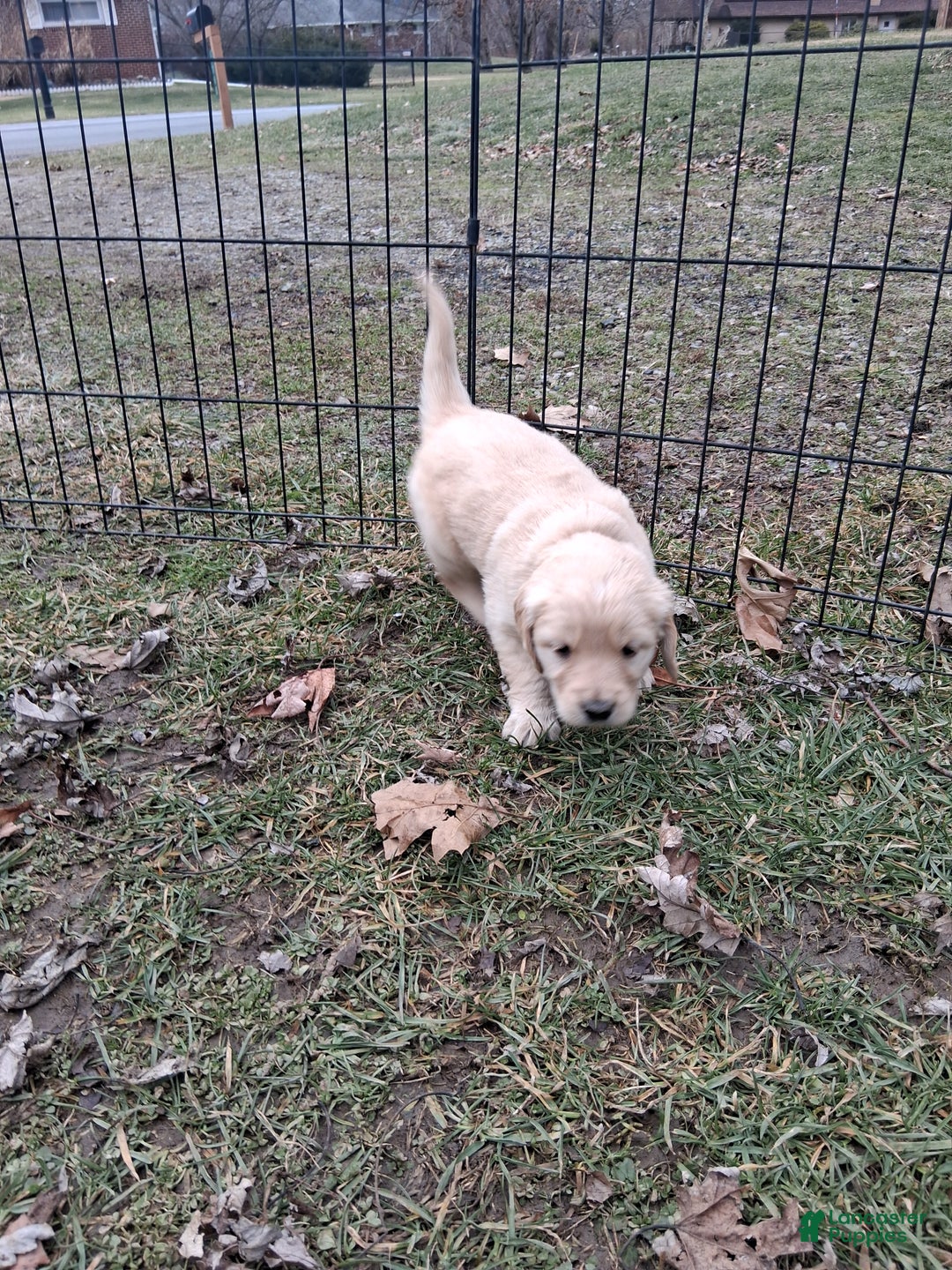 Golden Retriever dogs for sale: Rose - Ad 3