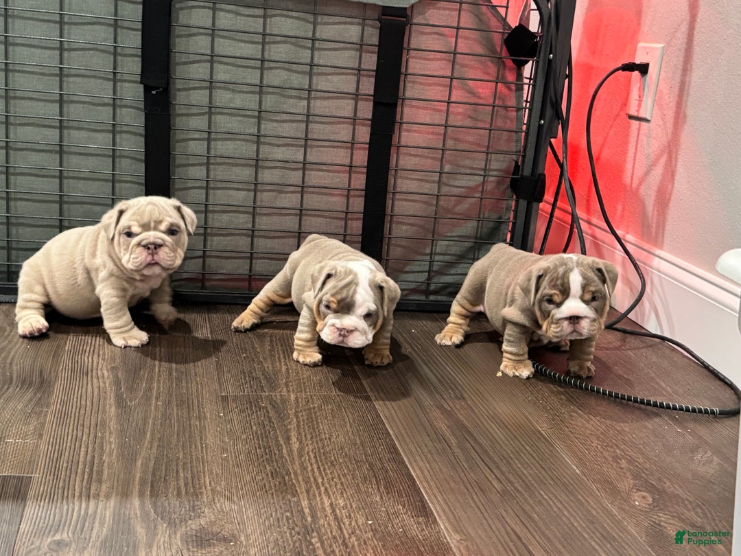 English Bulldog dogs for sale: English Bulldog Puppy 3 - Ad 3