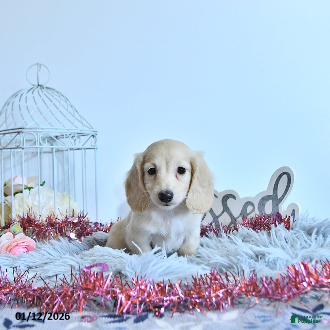 Miniature Dachshund dogs for sale: Elise - Ad 2
