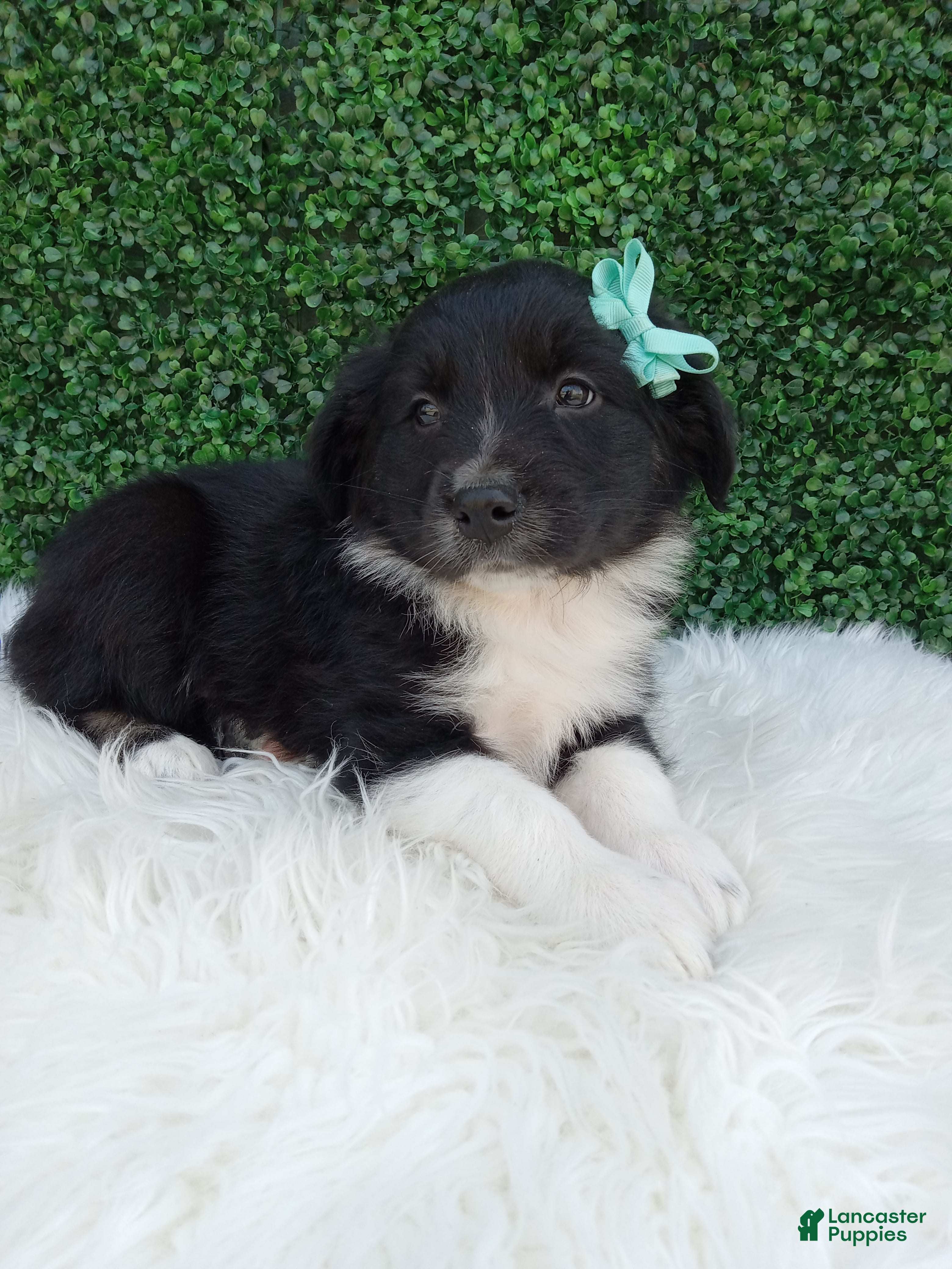 Australian Shepherd dogs Teddy - Ad 2