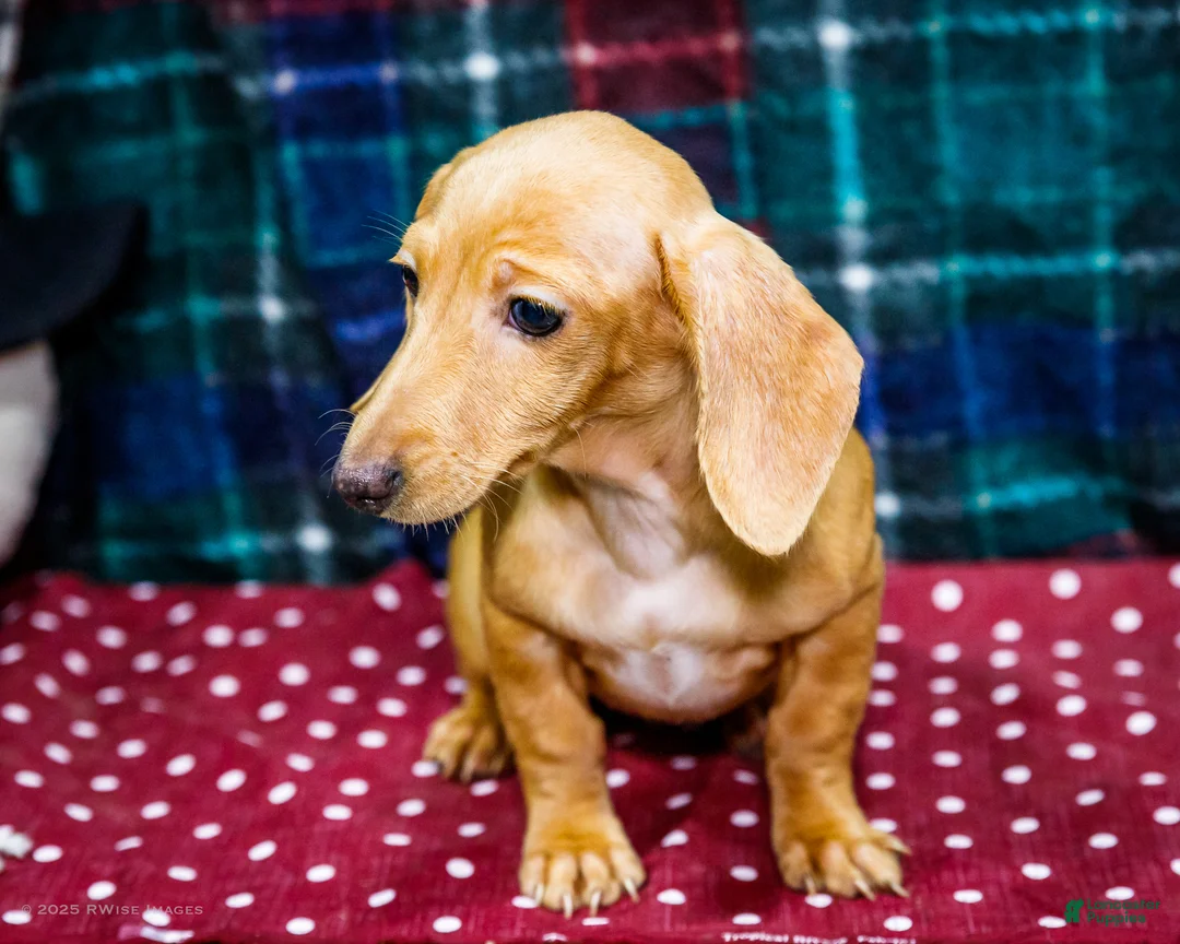 Miniature Dachshund dogs for sale: Tammy - Ad 3
