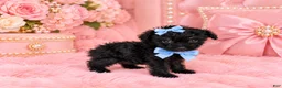 Toy Poodle dogs for sale: Toy Poodle 1 - Ad 2