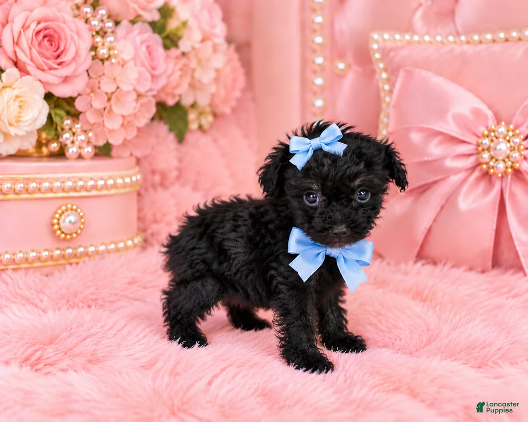 Toy Poodle dogs for sale: Toy Poodle 1 - Ad 2