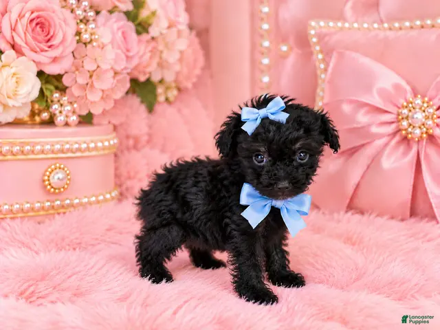 Toy Poodle dogs for sale: Toy Poodle 1 - Ad 2