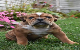 Mixed Breed dogs for sale: Macey - Image 4