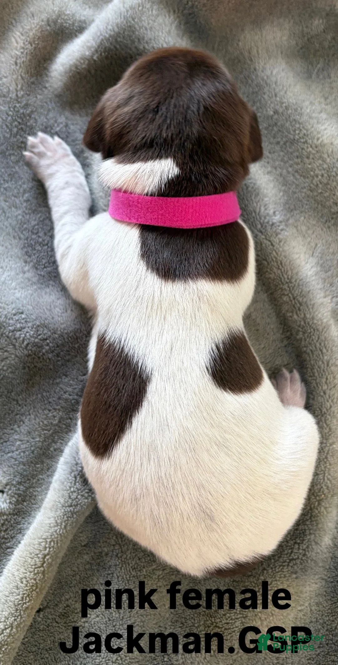 German Shorthaired Pointer dogs for sale: Pink Female - Ad 2