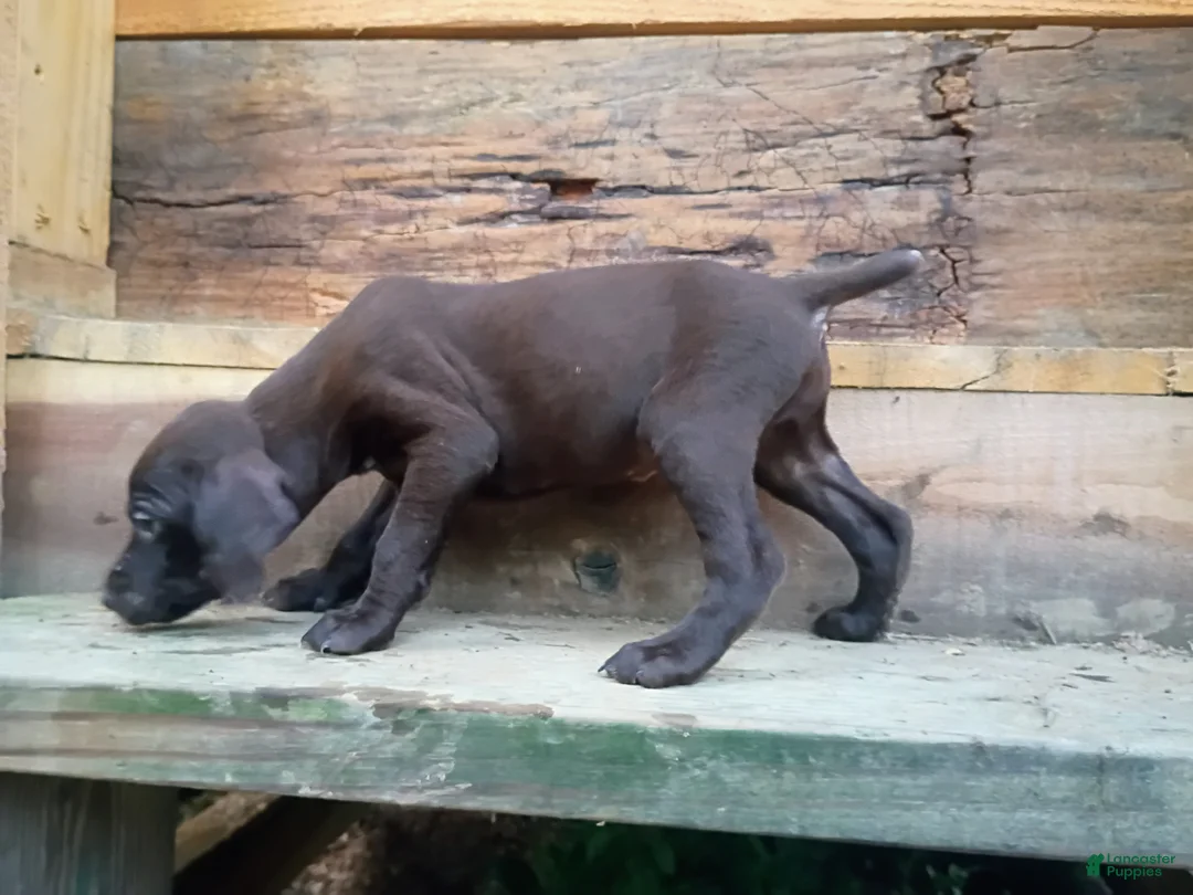 German Shorthaired Pointer dogs for sale: German Shorthaired Pointer 3 - Ad 2