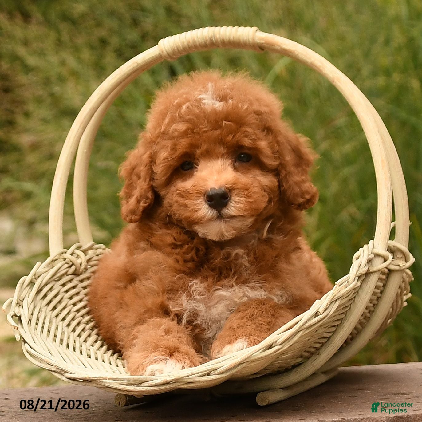 Cockapoo dogs Oran - Ad 2