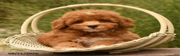 Cockapoo dogs for sale: Oran - Ad 2