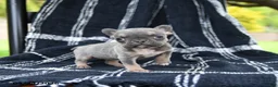 French Bulldog dogs for sale: Rain  - Ad 2