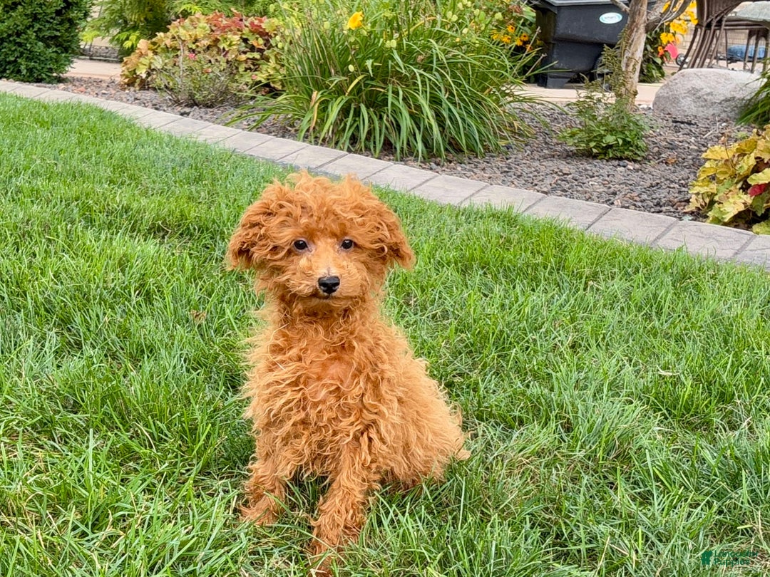 Maltipoo dogs for sale: Gary - Ad 4