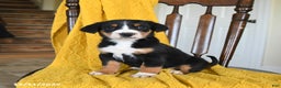 Greater Swiss Mountain Dog dogs for sale: Vanilla - Ad 1
