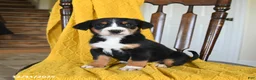 Greater Swiss Mountain Dog dogs for sale: Vanilla - Ad 2