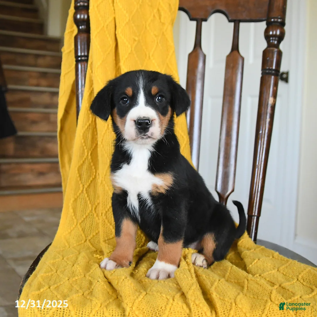 Greater Swiss Mountain Dog dogs for sale: Vanilla - Ad 2