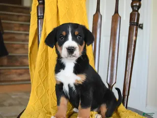 Greater Swiss Mountain Dog dogs Vanilla - Ad 2