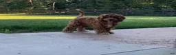Cavapoo dogs for sale: Mila - Ad 8