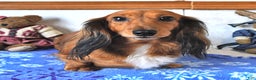 Miniature Dachshund dogs for sale: Connie SPECIAL NEEDS - Ad 6
