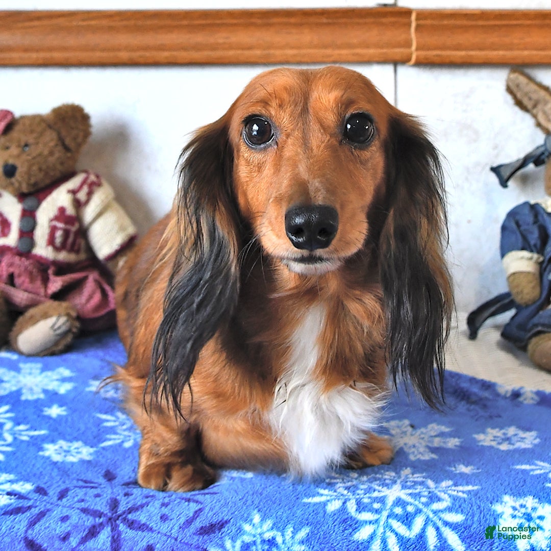 Miniature Dachshund dogs for sale: Connie SPECIAL NEEDS - Ad 6