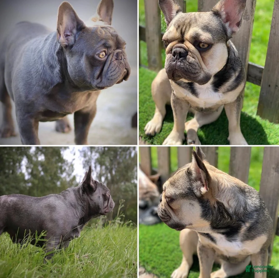 French Bulldog dogs for sale: Dylan ~ Lilac Tan French Bulldog Puppy  - Ad 2